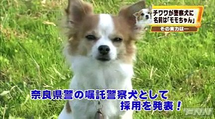 チワワのモモちゃん　晴れて警察犬に