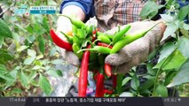 여름철 입맛 찾아주는 이색 '풋고추' 요리는?!