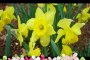 Good Morning Beautiful Yellow Flowers, Yellow Flowers HD Wallpaper Images Photos Pictures Latest Collection #1