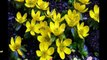 Good Morning Beautiful Yellow Flowers, Yellow Flowers HD Wallpaper Images Photos Pictures Latest Collection #3