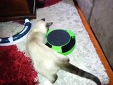 Ragdoll cat playing with Catch the Mouse toy