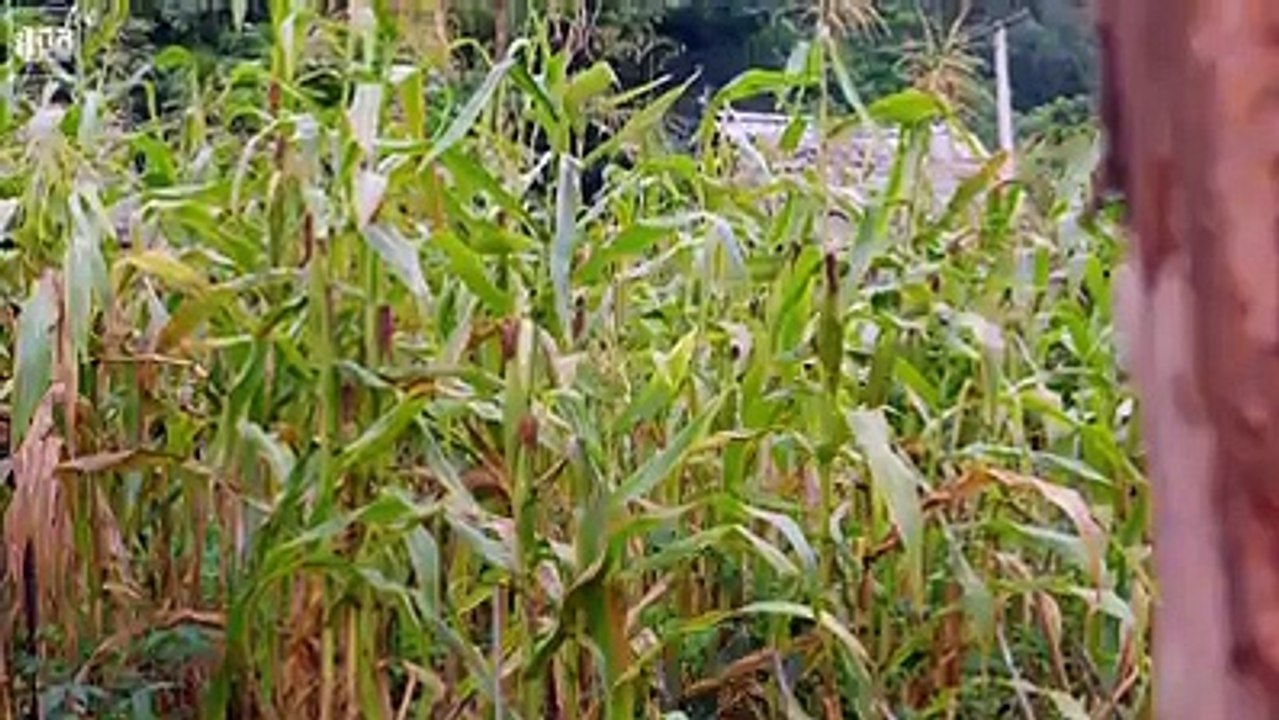 Khmu village in Laos - ໝູ່ບ້ານຊົມເຜົ່າກຶມມຸ - บ้านชนเผ่ากึมมุในลาวຮັບຊົມແບບຊັດເຈນກວ່າ :