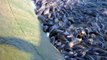 Pymatuning spillway carpfest new Ducks walk on the fish Millions of fish