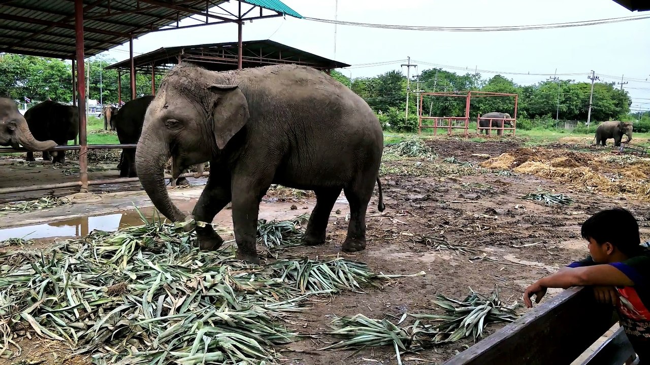 Elephant dinner