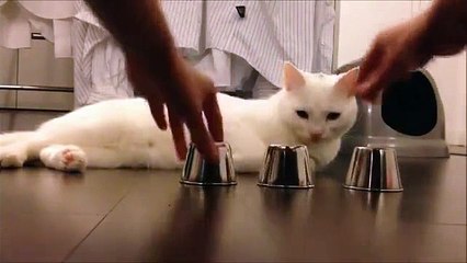 A Cat That Can’t Be Fooled In Shell Game
