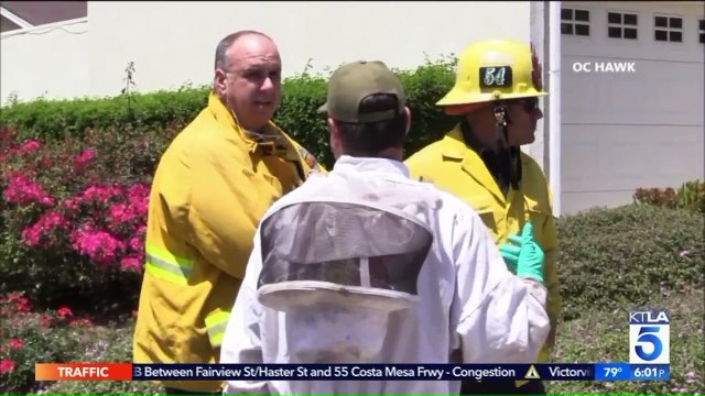 Woman Critically Injured After Being Stung `Hundreds of Times` by Swarm of Bees