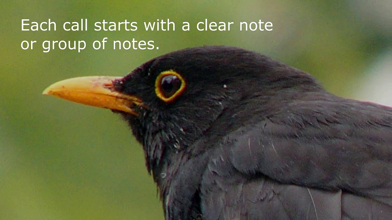 Blackbird song/call slowed down.