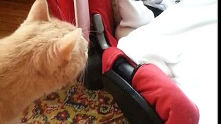Cat meets Baby for the first time