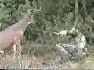 Ce matin, un cerf, a tué un chasseur, c'était un cerf qui