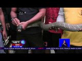 Seekor Ular King Cobra Ditemukan di Pemukiman Warga - NET 12