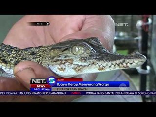 Download Video: Buaya Sepanjang 3 Meter Kerap Menyerang Warga - NET 5