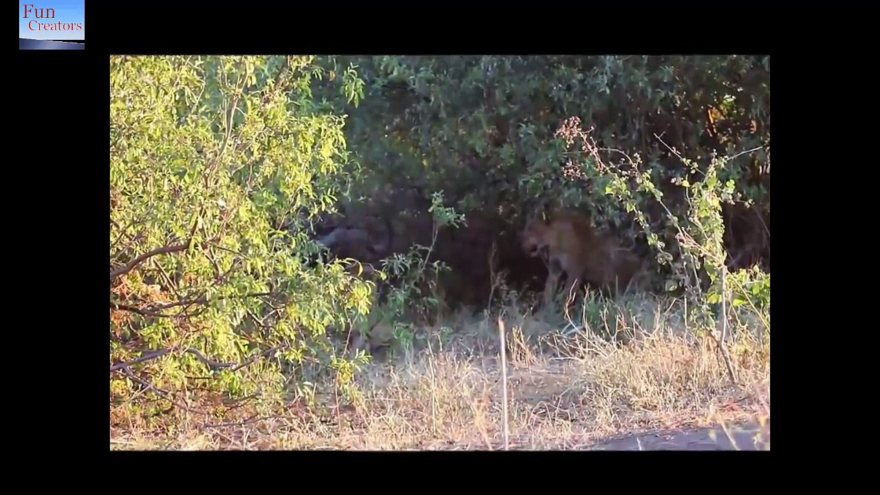 Lions vs Buffalow - 4