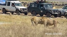 Lions Vs Hyenas & elephant meets visitors