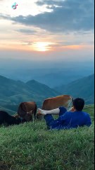 Muốn bỏ hết tất cả để về quê chăn bò (((((((( =