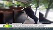 Negro, Kolombiya Üniversitesi'nde alışveriş yapmayı öğrenen ilk köpek