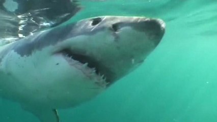 영화 '죠스'가 현실로...'식인 상어' 잇단 발견 / YTN