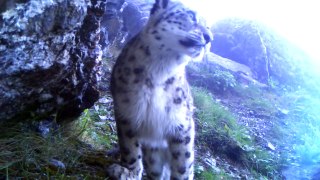 A stunning snow leopard mother with her two cubs in the Himalayas