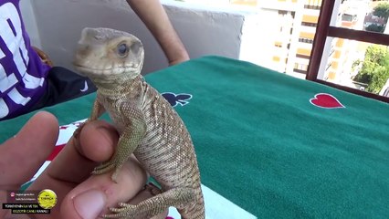 T-REX BESLEMEK - ISIRMAK İSTEYECEKSİNİZ! / Savannah Monitor