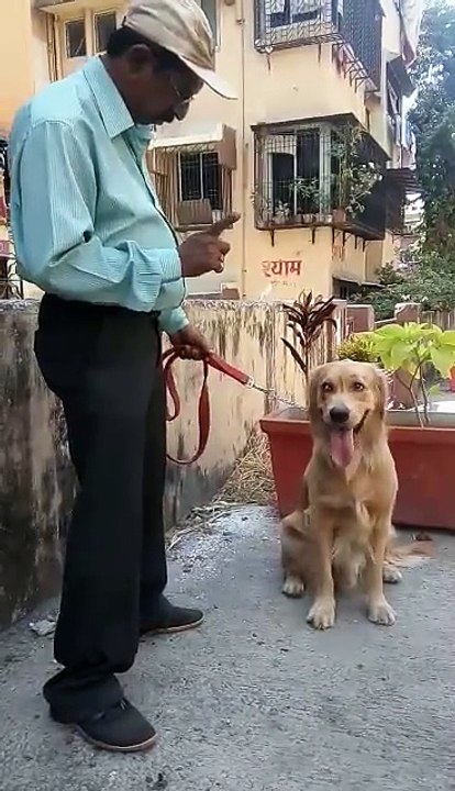 Unbelievable, This Dog Have Knowledge of Math Like Number Counting, Addition, Subtraction