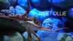 Ollie the octopus predicts the World Cup winners in Singapore aquarium