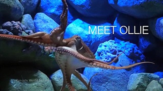 Ollie the octopus predicts the World Cup winners in Singapore aquarium