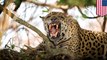 Jaguar escapes habitat in New Orleans zoo and kills 6 animals