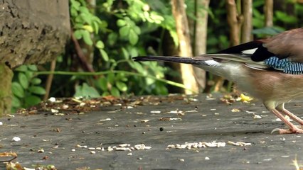 Videos for Cats to Watch Videos Para Gatos