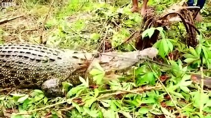 Yakınlarını Kaybeden Öfkeli Köylüler Çiftliği Bastı 292 Timsahı Katletti