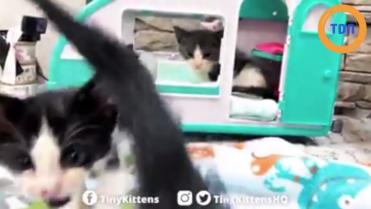 Elle entend des chatons pleurer et les sauve juste à temps