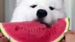 What's cuter, this trio of puppers or this watermelon eating floof? ❤️Got a watermelon eating puppy? Submit for a chance to win $25k!!