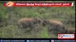 Nilgiris : Forest elephants enters residential area, fears locals