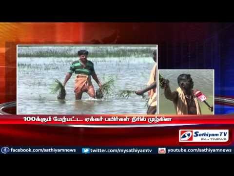 Tanjore : More than 100 acres of crops destroyed in rain water