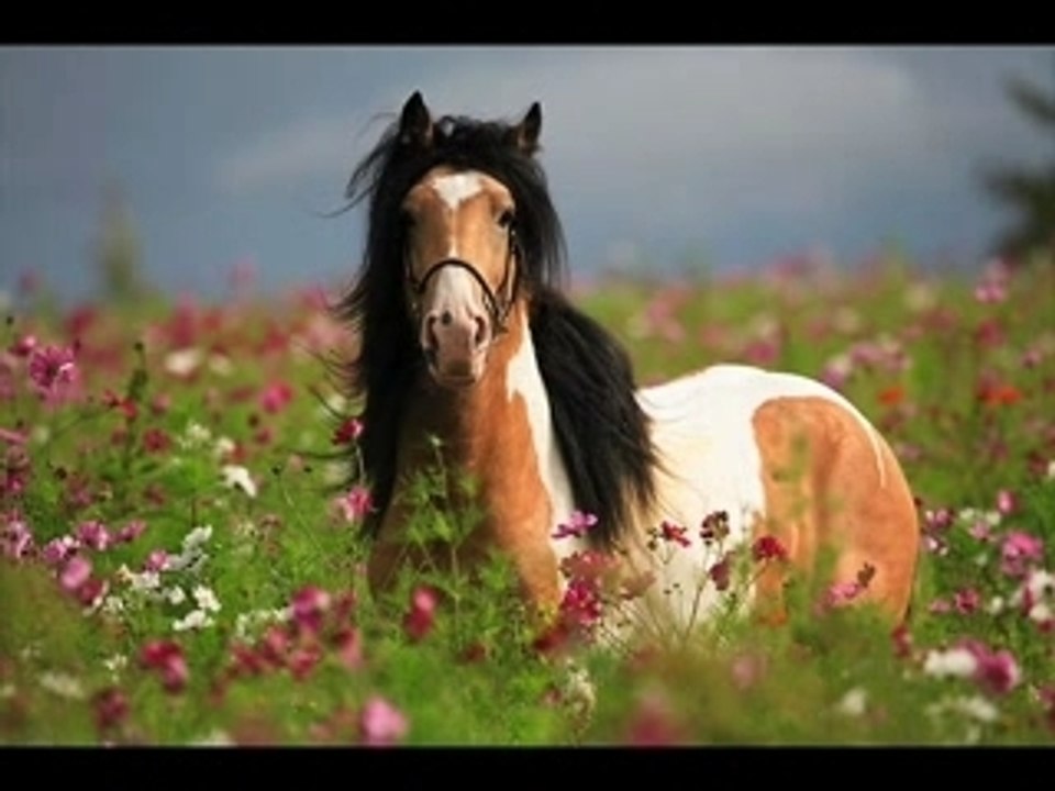 LES CHEVAUX