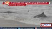 Thoothukudi : Small whale washed ashore