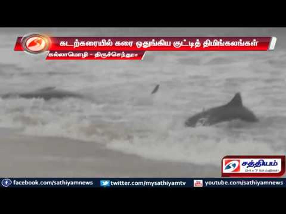 Thoothukudi : Small whale washed ashore