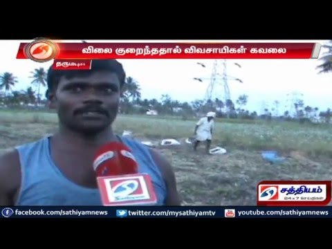 Farmers saddened as small onions prices decreased due to cultivation increase