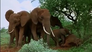 Africas Elephant Kingdom - Discovery Channel.
