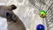 French Bulldog puppy for Sale, Male , French bulldog Puppies for Sale in Miami