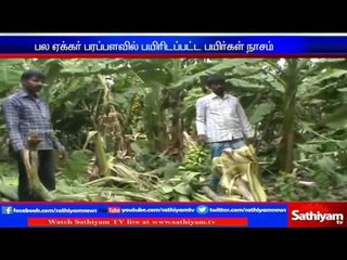 Vellore : Wild elephant destroys crops