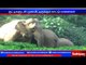 People urges forest officials to send back wild elephants into forest