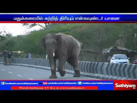 Encounter elephant roams in residential area