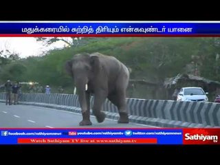 Encounter elephant roams in residential area
