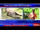 Two elephant dies in Coimbatore , 10 elephants died in last two months | Sathiyam TV News