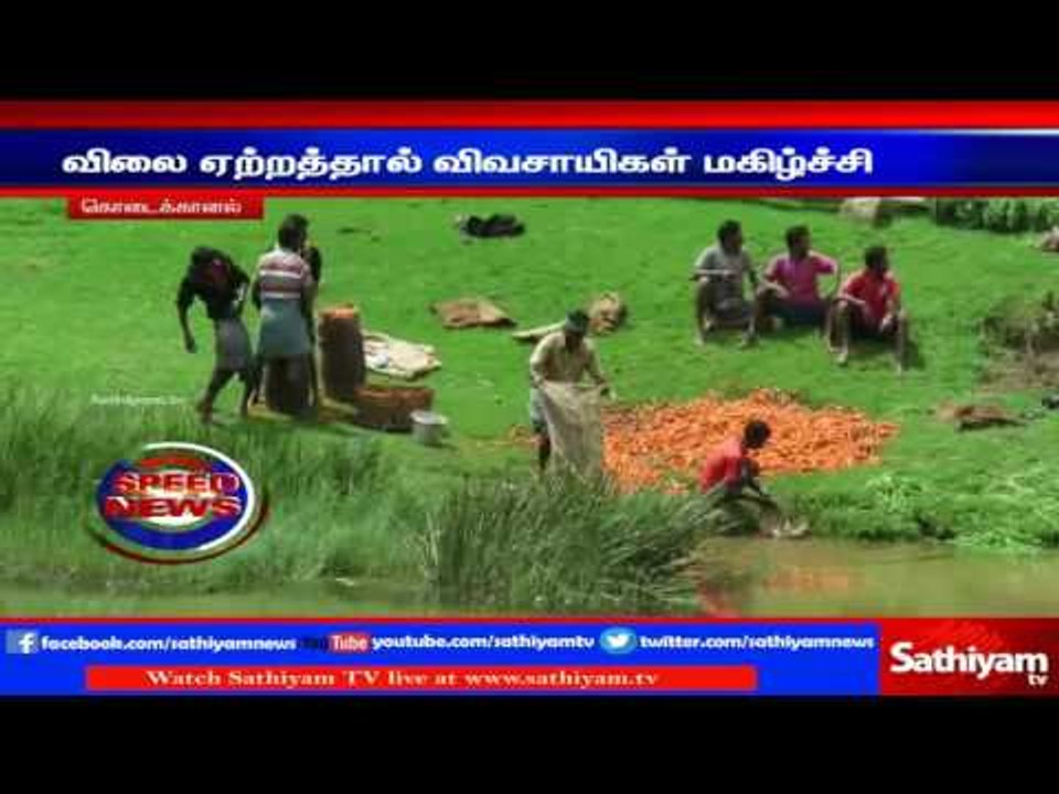 Carrot harvest started in Kodaikanal | Sathiyam...