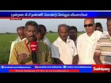 Farmers are finally trying to protect drying Samba crop in Thanjai of delta districts