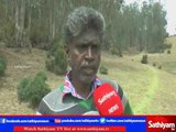 Oil imported from China affects Livelihood in Nilgiris - Nilgiris Oil tree Story