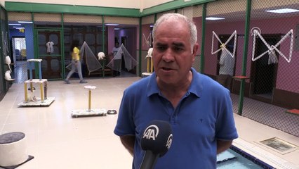 Van kedileri havuzu sevdi