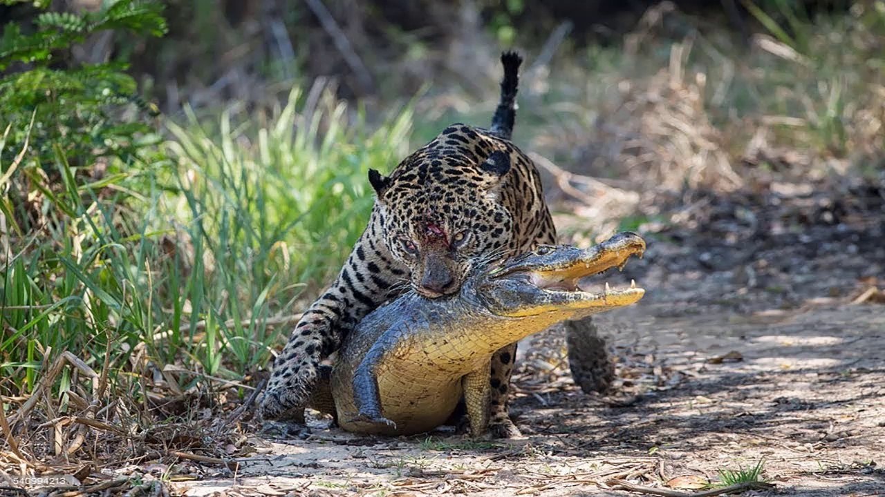 Caïman VS Jaguar