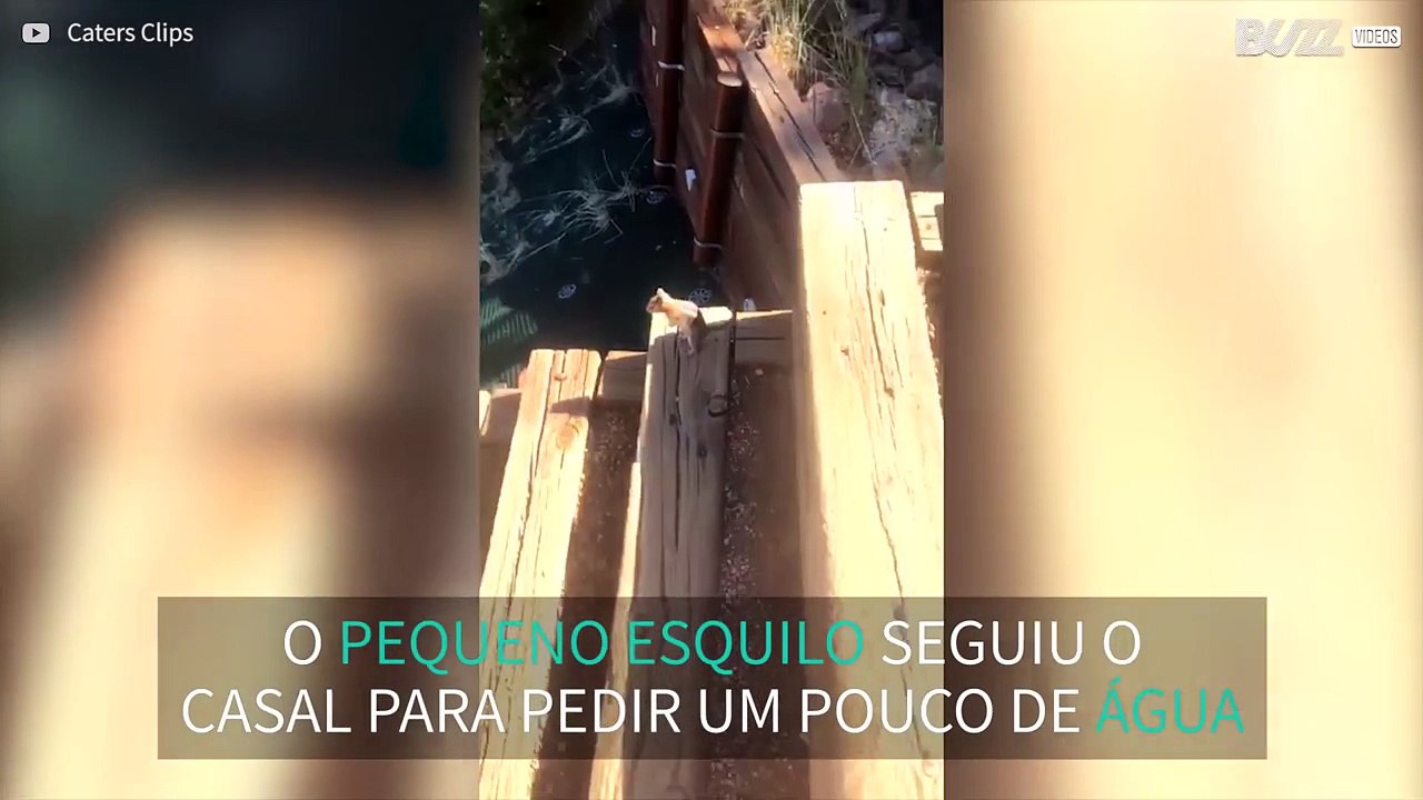 Esquilo sedento implora por água a casal no Colorado