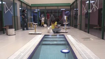 Van Kedileri Havuzu Sevdi